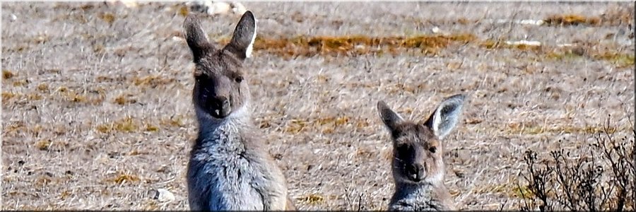 16-5-2024 - Mikkira Station - Western Grey Kangaroos