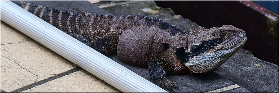 24 februari 2024 - Wollongong - Stumpy