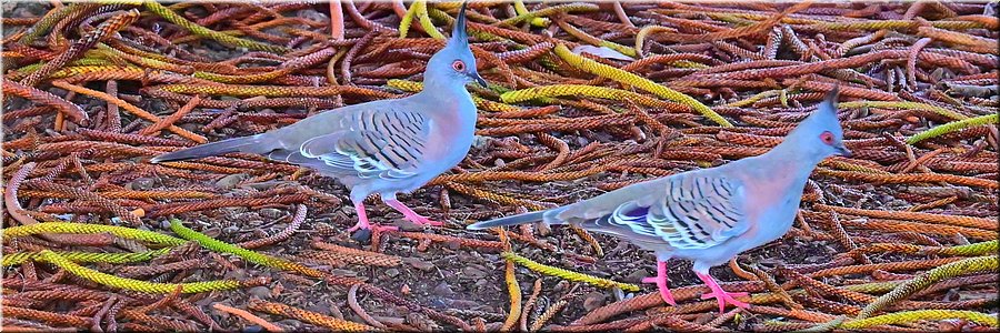 01-03-2024 - Wollongong - Kuifduif