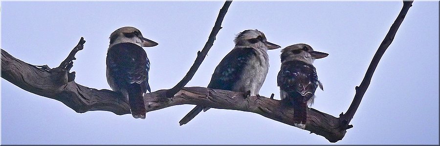 06-03-2024 - Nowra - Drie kookaburra's