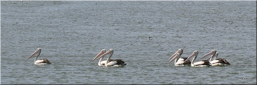 19-03-2024 - Port Albert - Pelikanenvloot