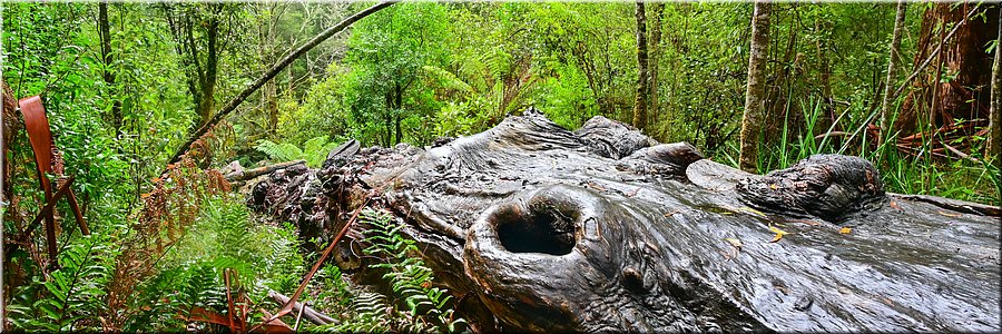 12-4-2024 Great Otway National Park - Maits Rest