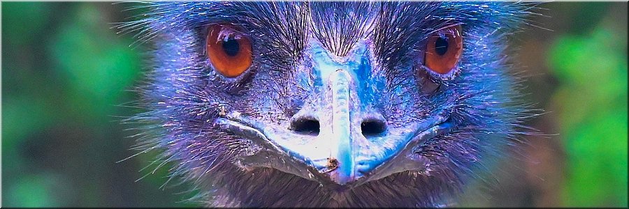 16-4-2024 Tower Hill - Tower Hill Wildlife Reserve