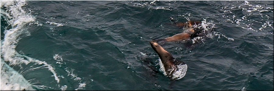 20-4-2024 Cape Bridgewater - Seal Colony Walk