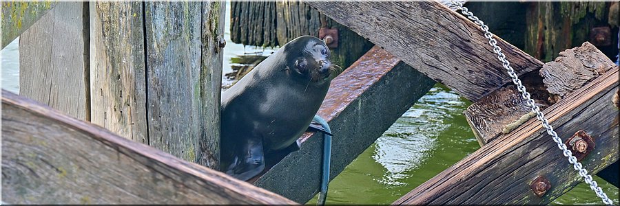 25-4-2024 Goolwa - Goolwa Barrage - Long nosed seal fur (Australische zeebeer)