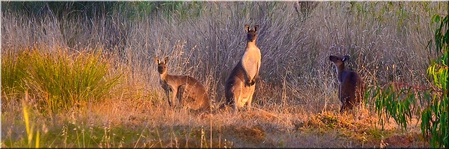 28-4-2024 Noarlunga Downs - Wetlands Loop Walk