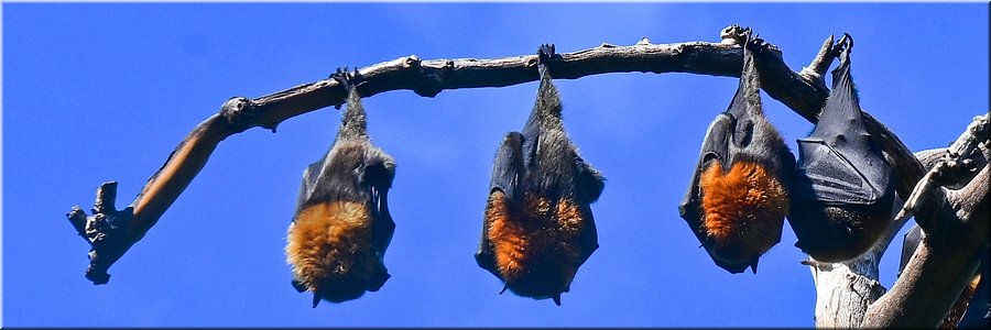 4-5-2024 Adelaide - Botanic Park - Grey Headed Flying Foxes