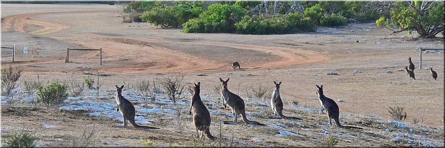14-5-2024 - Mikkira Station - Kangoeroes