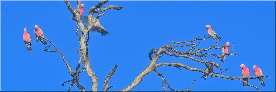 17-5-2024 - Mikkira Station - Galah voorstelling