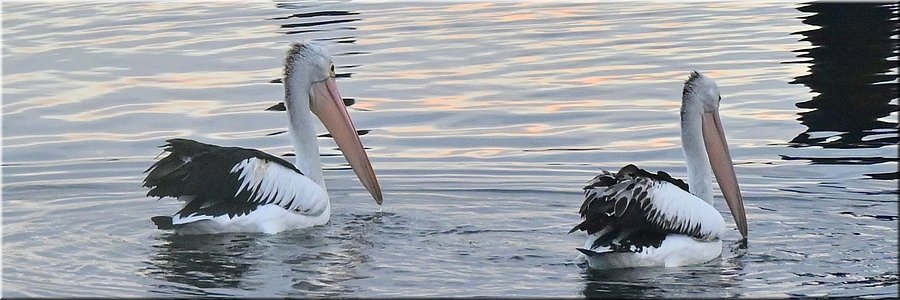 22-5-2024 - Port Lincoln - Billy Light's Point - Pelipaar