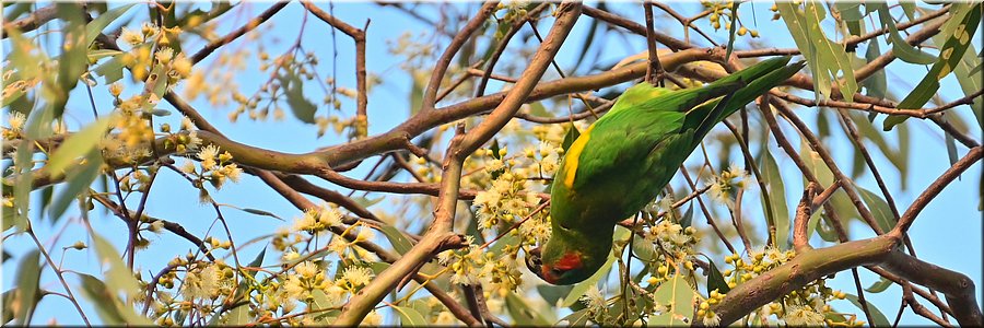 10-1-2026
Ararat (Vic)
Green Hill Lake Reserve
Musk Lorikeet (Muskuslori)