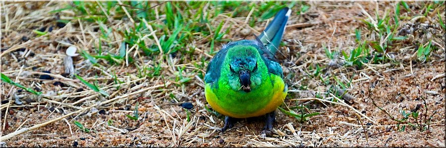 13-1-2026
Ararat
Green Hill Lake Reserve
Redrumpedparrot (Roodrugparkiet)