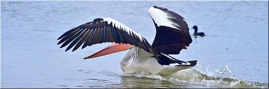 14-1-2026
Ararat
Green Hill Lake Reserve
Landende pelikaan