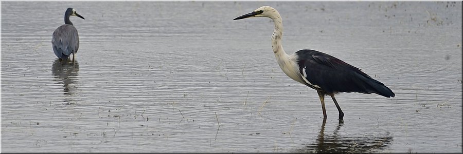 16-1-2026
Ararat
Green Hill Lake Reserve
White-necked Heron (withalsreiger)