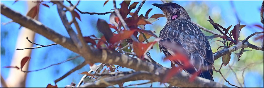18-1-2026
Meredith
Meredith Pioneer Park
Red Wattlebird (roodlelhoningeter)