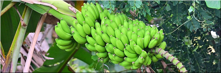 23 jan 2026
Nadi (Fiji)
 Keep calm
 And go bananas