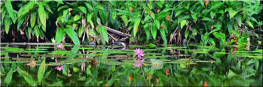 29 jan 2026
Suva (Fiji)
Rainforest Eco Lodge
Uitzicht vanuit ons terras