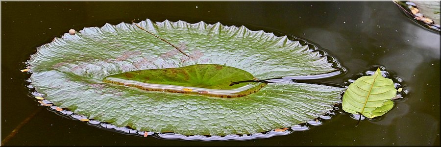 2 feb 2026
Suva (Fiji)
Rainforest Eco Lodge