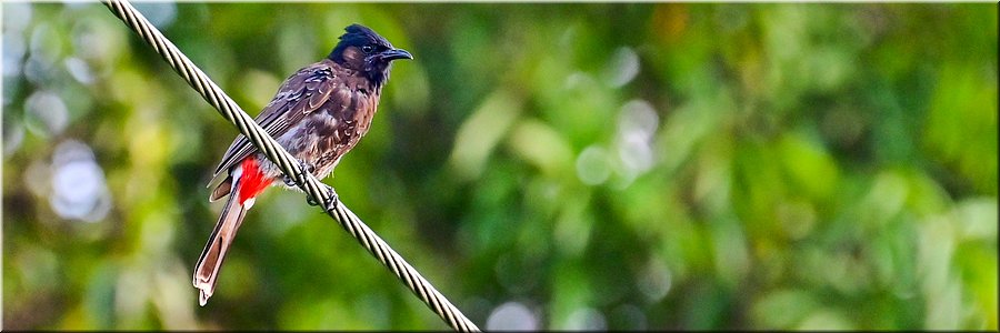 16 feb 2026
Apia (Samoa)
Olivias Accomodation
Red-vented bulbul (roodbuikbuulbuul)