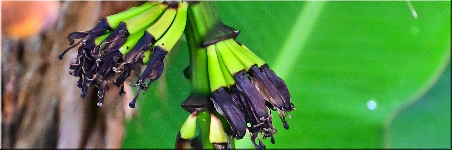 22 feb 2026
Apia (Samoa)
Apaula Heights Lounge
Babybanaantjes