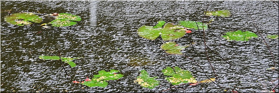 1 feb 2026
Suva (Fiji)
Rainforest Eco Lodge