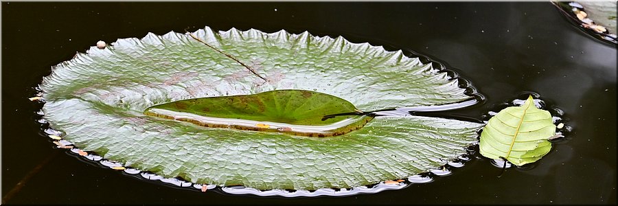 2 feb 2026
Suva (Fiji)
Rainforest Eco Lodge