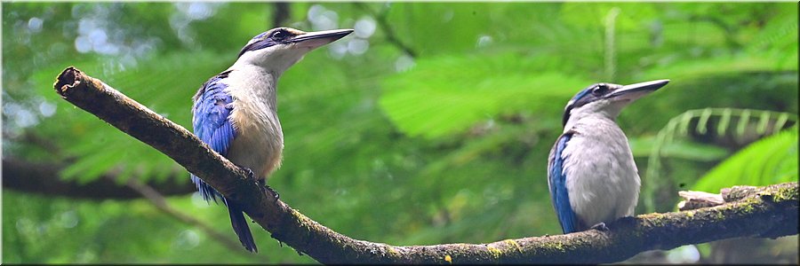 4 feb 2026
Suva (Fiji)
Rainforest Eco Lodge
Collored kingfisher (witkraagijsvogel)