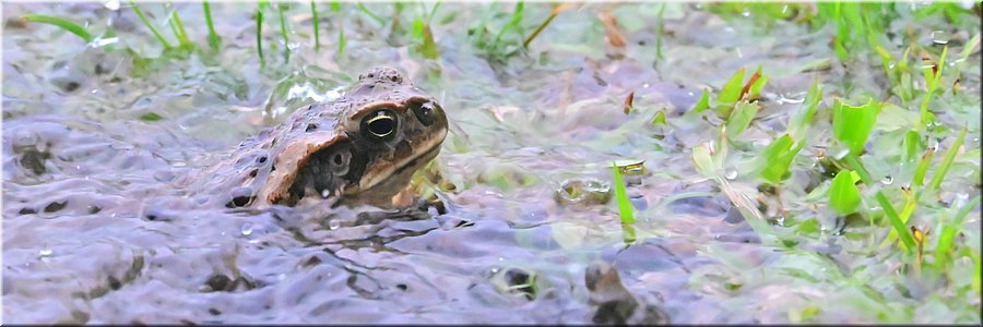 6 feb 2026
Namaqumaqua
Crusoe Resort
Kamerpassant tijdens stortbui