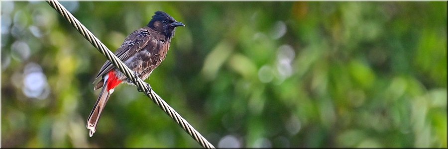 16 feb 2026
Apia (Samoa)
Olivias Accomodation
Red-vented bulbul (roodbuikbuulbuul)
