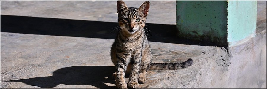 19 feb 2026
Manase (Savai'i)
Regina Beach Fales
Roommate Sammy