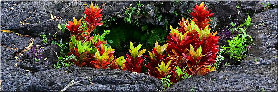 19 feb 2026
Saleaula (Savai'i)
'Graf van de maagd'