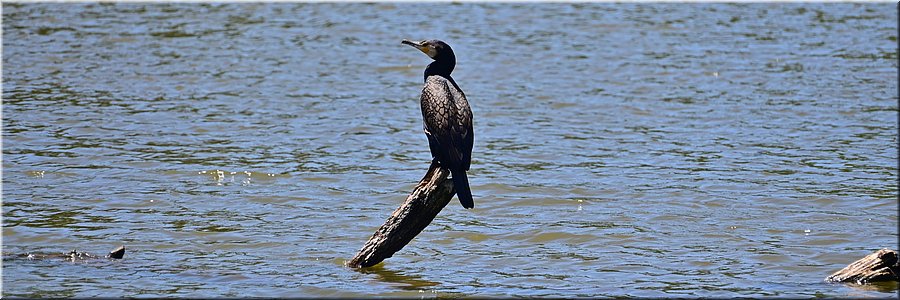 11-1-2026
Ararat (Vic)
Alexandra Gardens Park
Alexandra Lake
Kleine slangenhals aalscholver