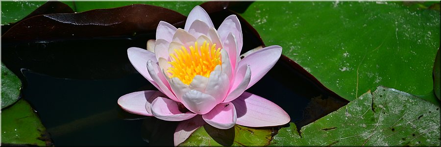 11-1-2026
Ararat (Vic)
Alexandra Gardens Park
Alexandra Lake