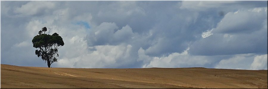 17-1-2026
Van Ararat naar Skipton
Eenzame boom