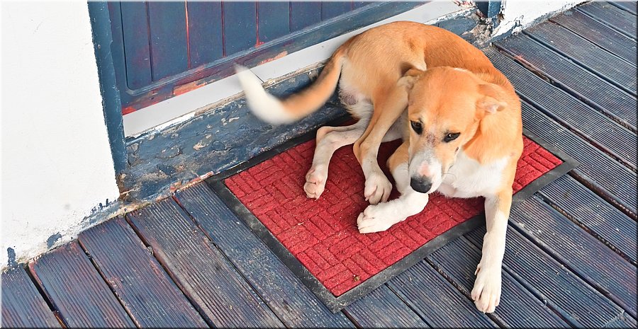 22 jan 2026
Nadi (Fiji)
What's home without a dog?
Meet Coco!