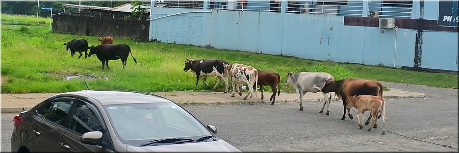 27 jan 2026
Nadi (Fiji)
Overstekend wild