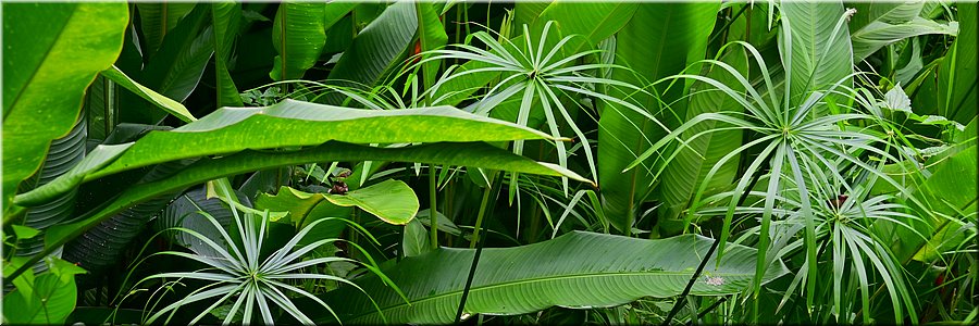 30 jan 2026
Suva (Fiji)
Rainforest Eco Lodge