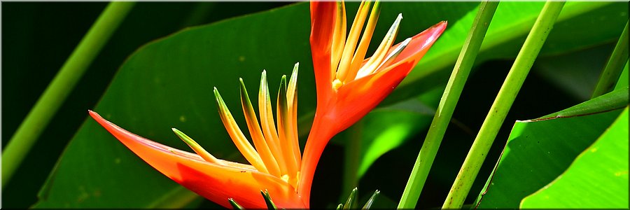 30 jan 2026
Suva (Fiji)
Rainforest Eco Lodge