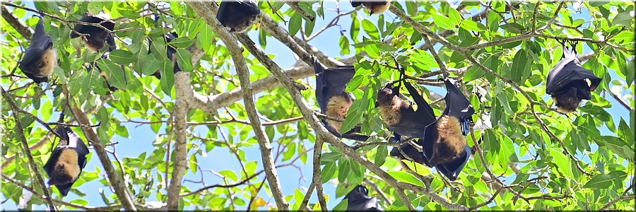31 jan 2026
Suva (Fiji)
Thurston Garden
Pacific Flying Fox 
Het enige inheemse zoogdier van Fiji