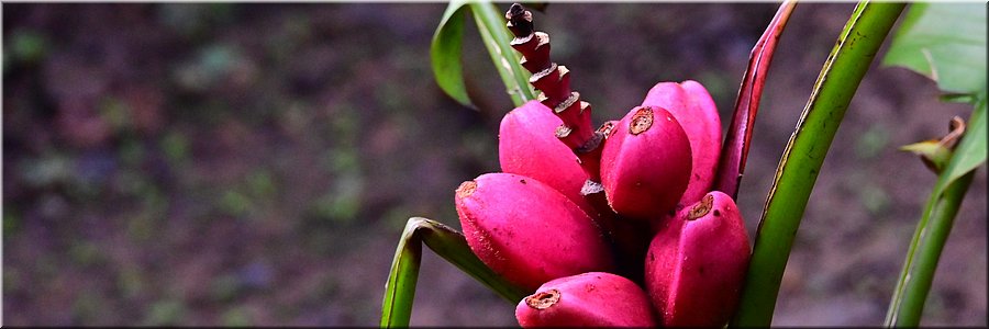 1 feb 2026
Suva (Fiji)
Rainforest Eco Lodge
De hele dag