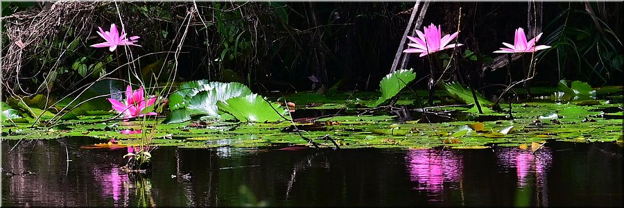 4 feb 2026
Suva (Fiji)
Rainforest Eco Lodge