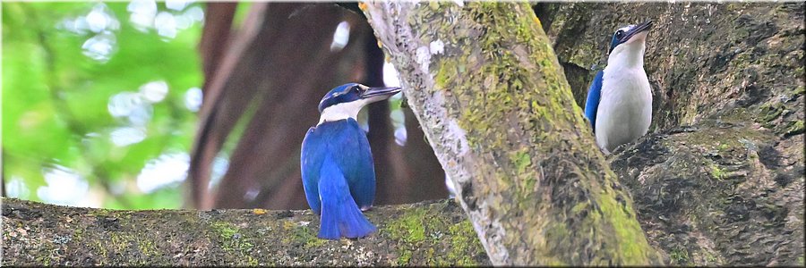 4 feb 2026
Suva (Fiji)
Rainforest Eco Lodge
Collared kingfisher (witkraagijsvogel)