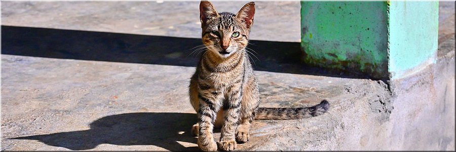 19 feb 2026
Manase (Savai'i)
Regina Beach Fales
Roommate Sammy