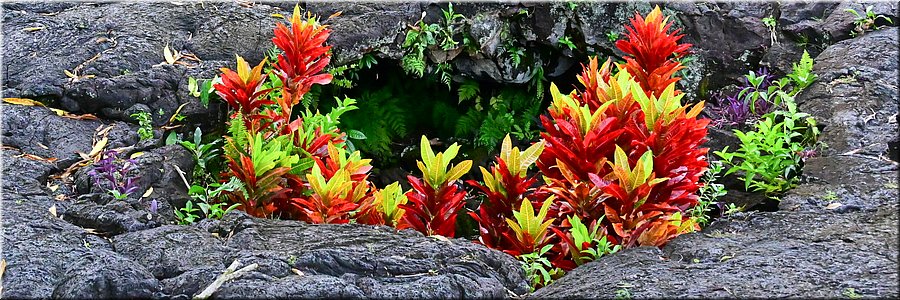 19 feb 2026
Saleaula (Savai'i)
'Graf van de maagd'