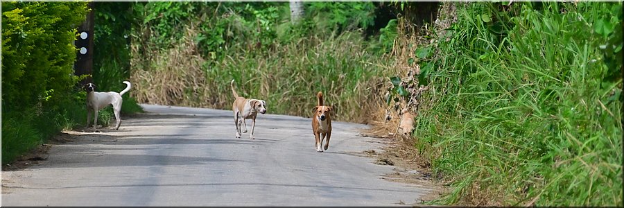 28 feb 2026
Nuku'alofa (Tonga)
Op Tonga lopen erg veel honden los. Meestal horen ze bij het aanpalende huis; ze zien er dan ook goed doorvoed uit