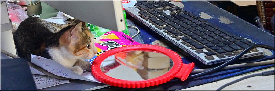 28 feb 2026
Nuku'alofa (Tonga)
Peng Peng supermarket
Kitten aan de kassa