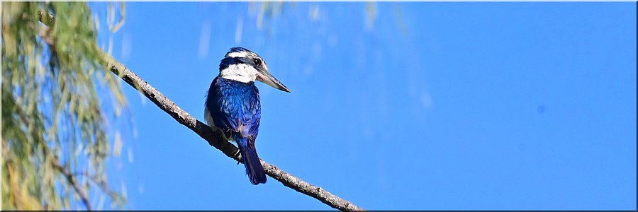 5 mrt 2026
Nuku'alofa (Tonga)
Sacred Kingfisher