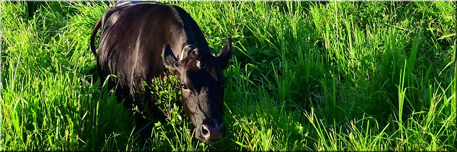 6 mrt 2026
Nuku'alofa (Tonga)
Alleengaande koe