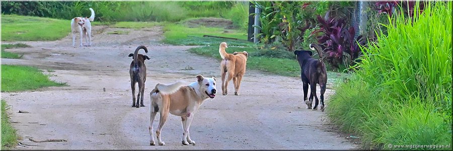 7 mrt 2026
Nuku'alofa (Tonga)
Onze waakhonden