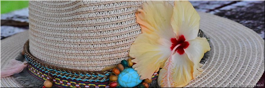 9 mrt 2026
Nuku'alofa (Tonga)
Vuna Road
Hibiscus bloem